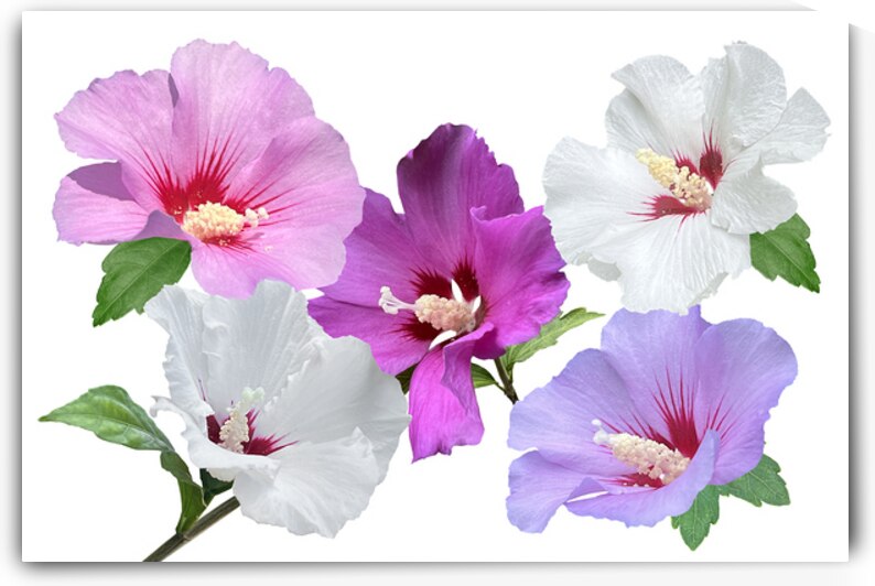Pink And Purple Hibiscus On White by Gill Billington