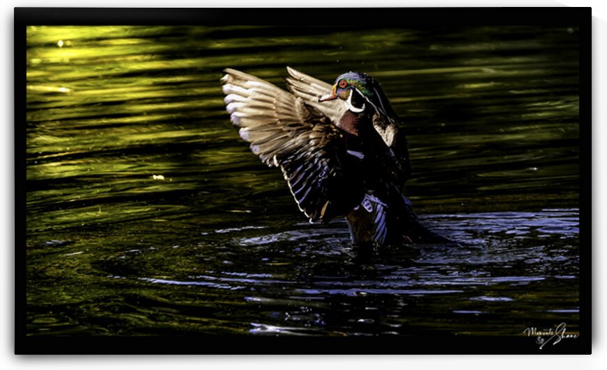 Morning Wood Duck by Moments By Shane