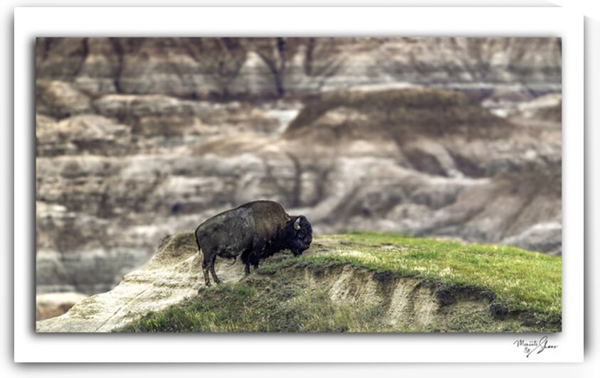 Badlands Buffalo by Moments By Shane