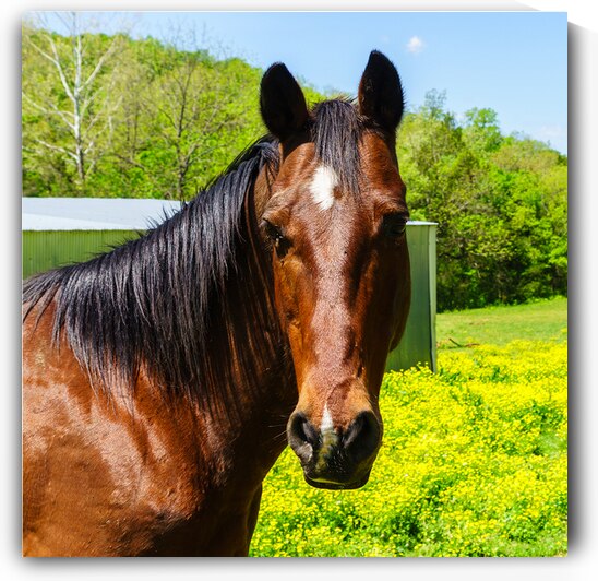 Curious Dark Brown Horse by Jennifer White