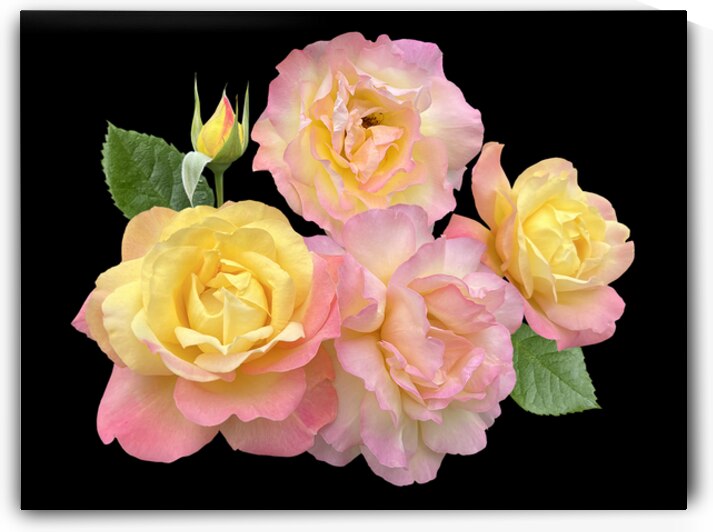 Pink And Yellow Roses On Black by Gill Billington