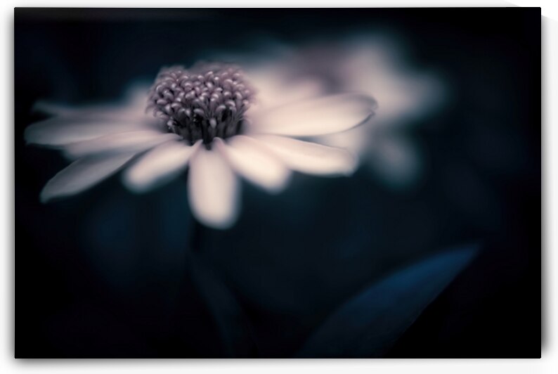 Yellow Zinnia Profusion Flower with Vintage Lens Swirl by Kathleen Reed