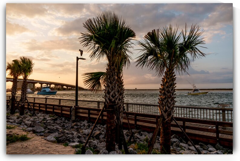 Palm Trees Perdido Pass Sunrise by Jennifer White
