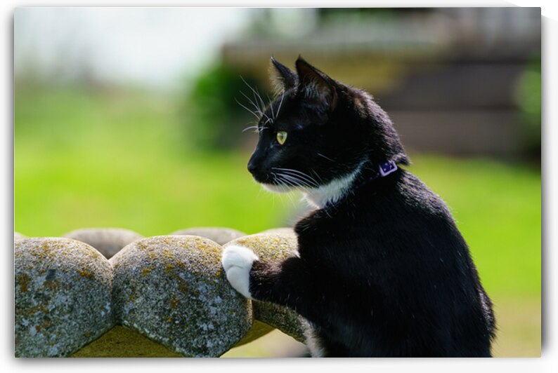 Bellas First Birdbath Adventure by Jennifer White