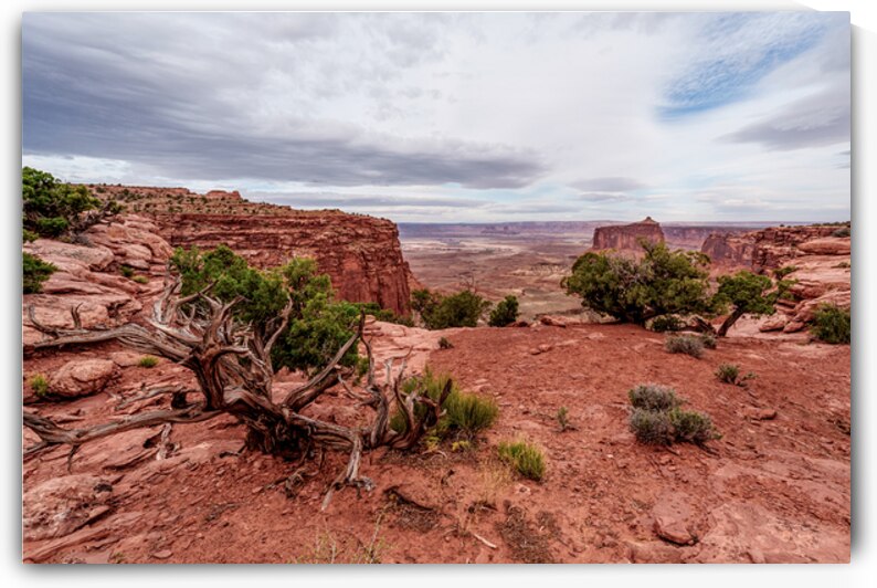 View Of Holeman Spring Canyon by Jennifer White