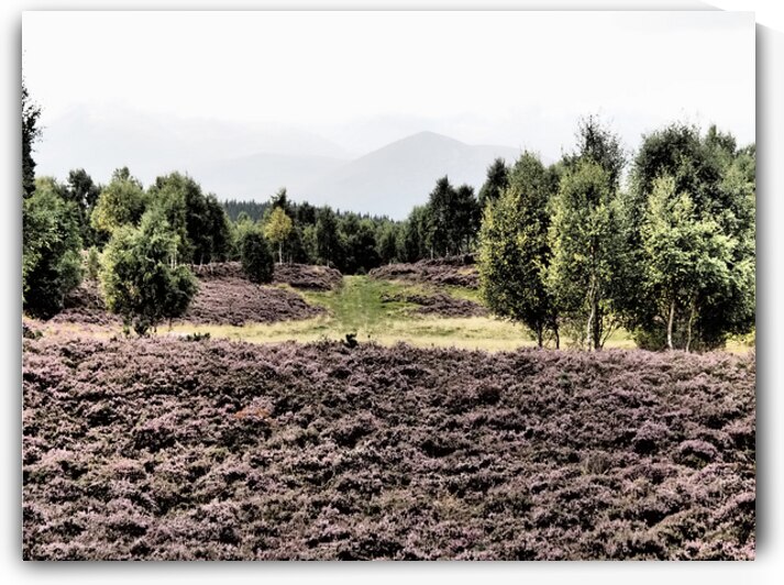 Scottish Highlands Birch Tree Landscape                                                                                                                      by Catriona Roberts Nature Photography and Designs