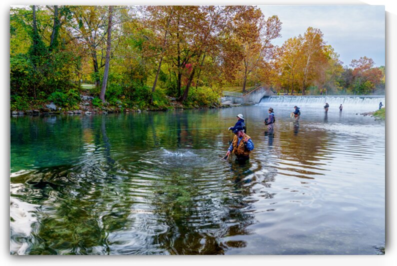 Trout Catch At Bennett Spring by Jennifer White