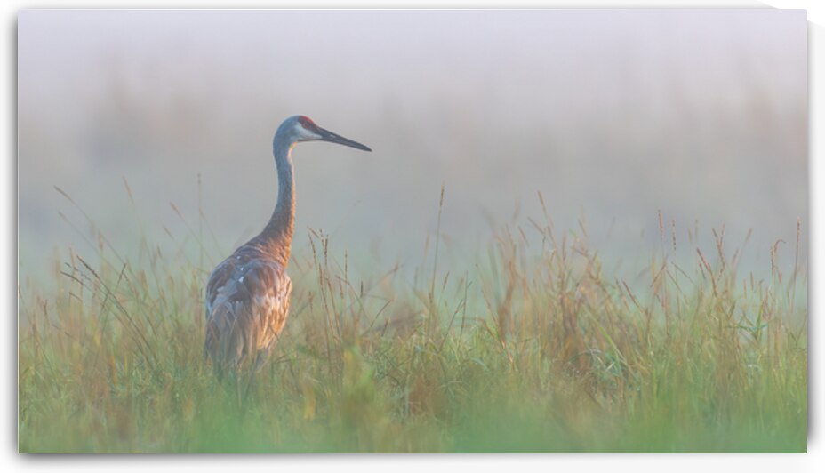 Lone Sandhill in Fog by Joe Riederer