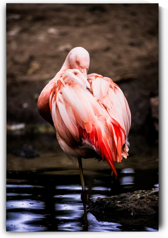 Wild and Free  by Tsvetina Photography