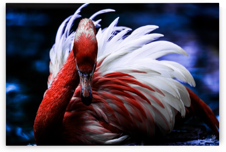 Gaze of Fire  by Tsvetina Photography