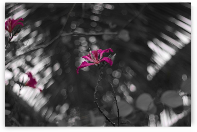 Purple Flower by Kyle Thorn