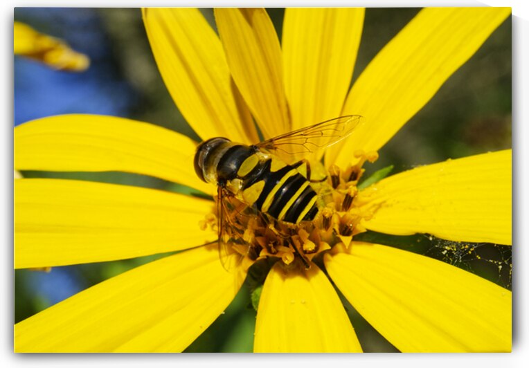 Hoverfly on Jerusalem Artichoke Flower by Iris H Richardson