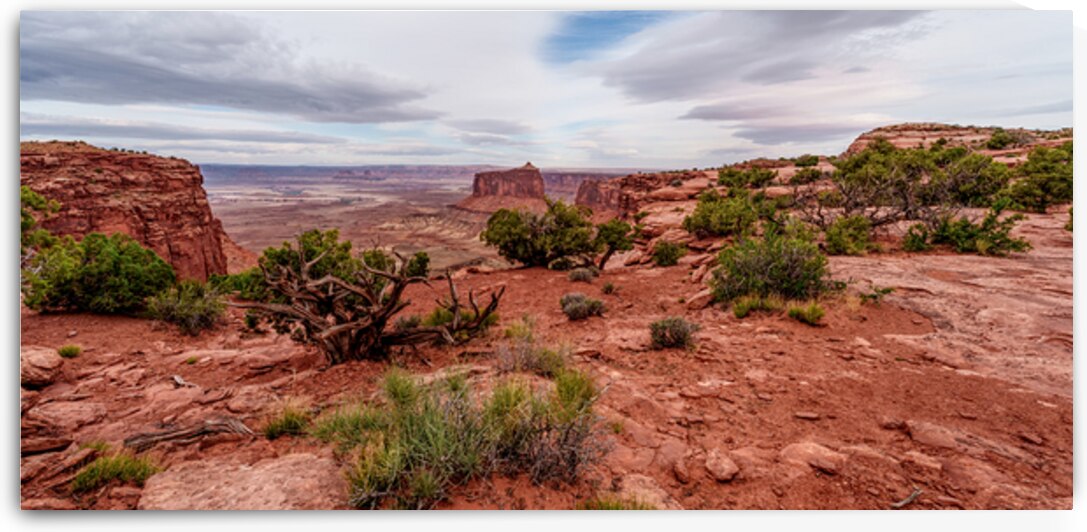 Holeman Spring Canyon At Canyonlands Pano by Jennifer White