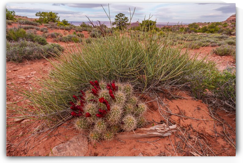 Claret Cup Cactus Canyon Background by Jennifer White