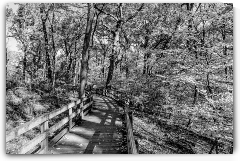 Autumn Fontenelle Walkway Grayscale by Jennifer White