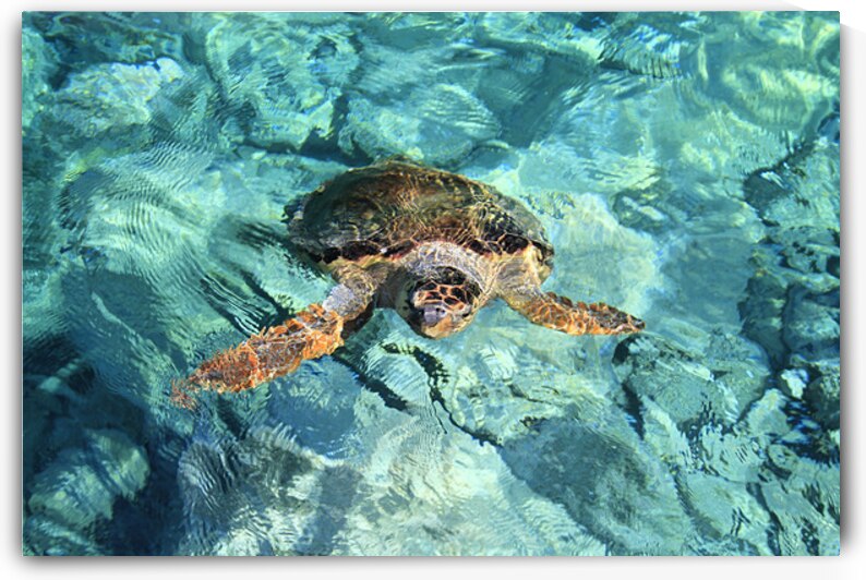 Caretta Caretta – Endangered Sea Turtle by Pavlos Art Photography