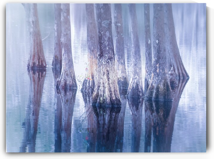 Southern Cypress Trees in Blue by Norma Brandsberg Photography