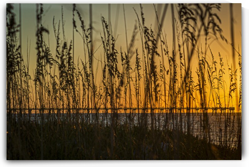 Amber Calm by Gregory Allen