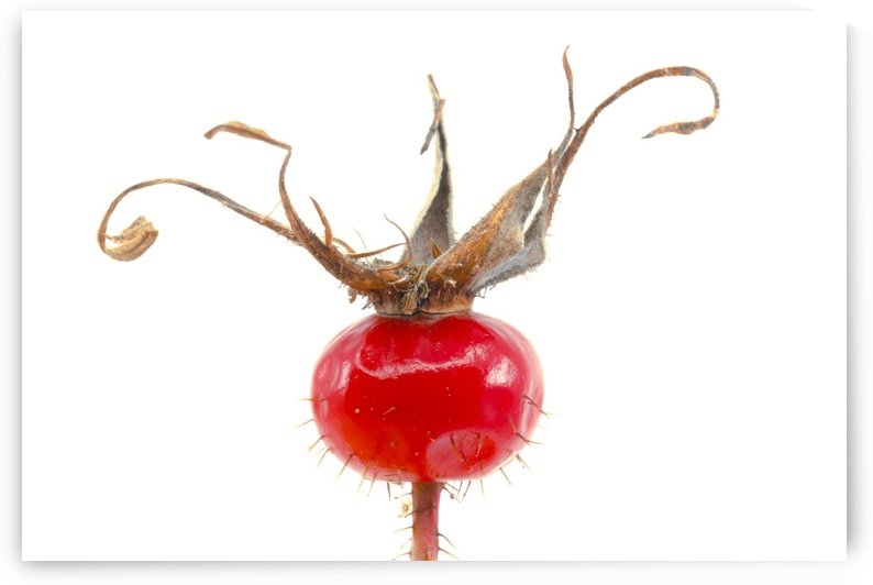 Wild Rose Hip by Joe Riederer