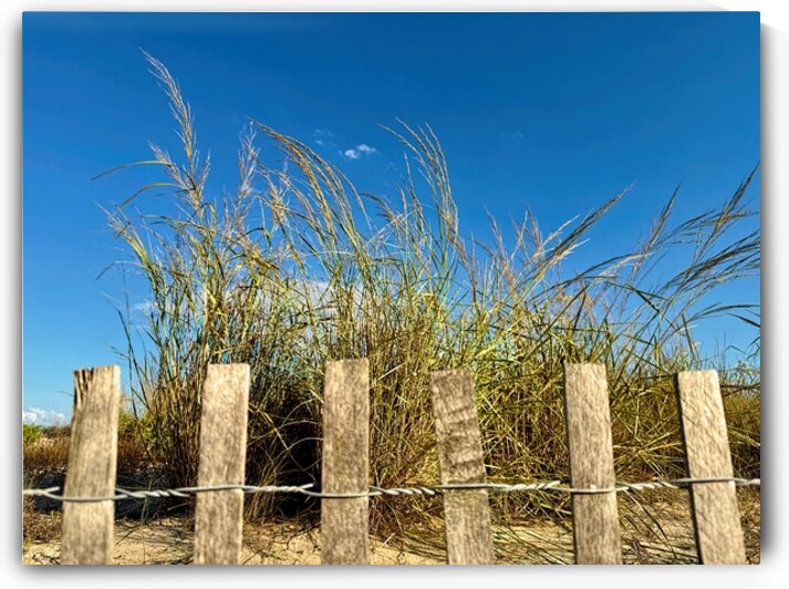 Dune Grass Reaching the Sky by Bill Swartwout Photography