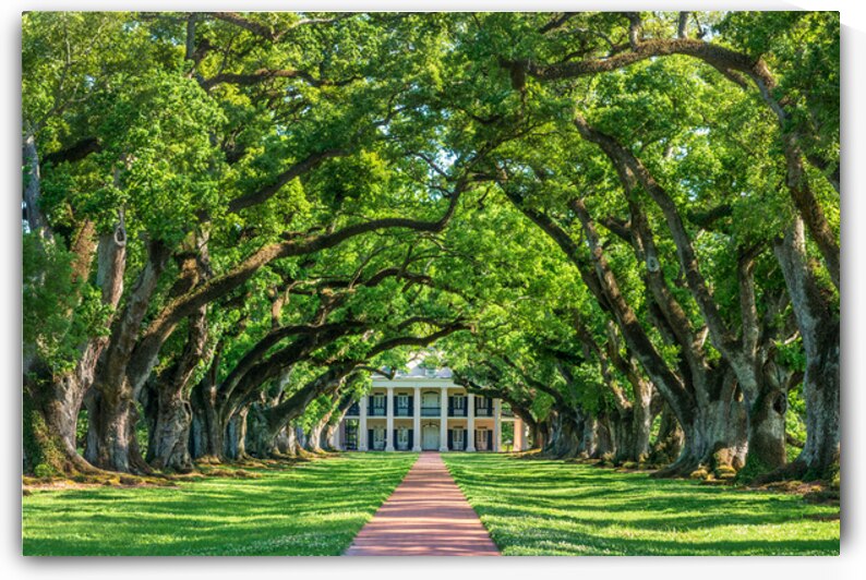 Oak Alley plantation Louisiana by DELPHIMAGES