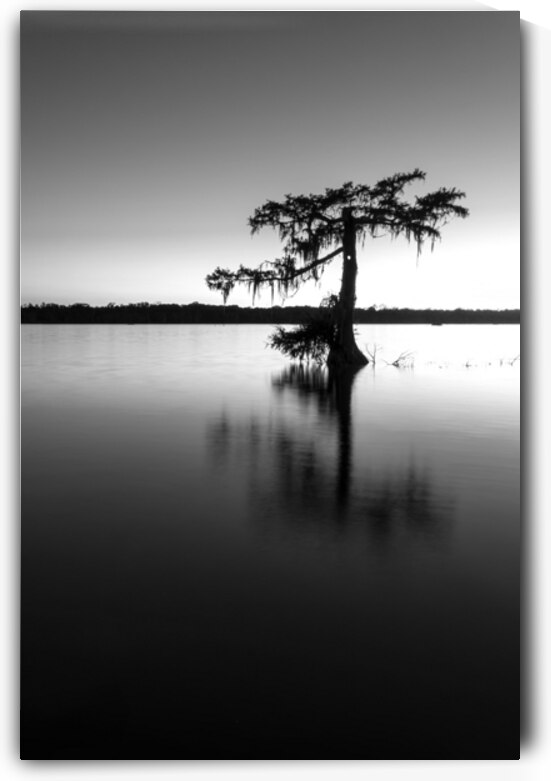 Lake Martin Louisiana - Black and white by DELPHIMAGES