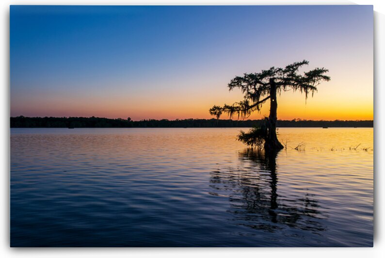 Lone Tree at Sunset Lake Martin Louisiana by DELPHIMAGES