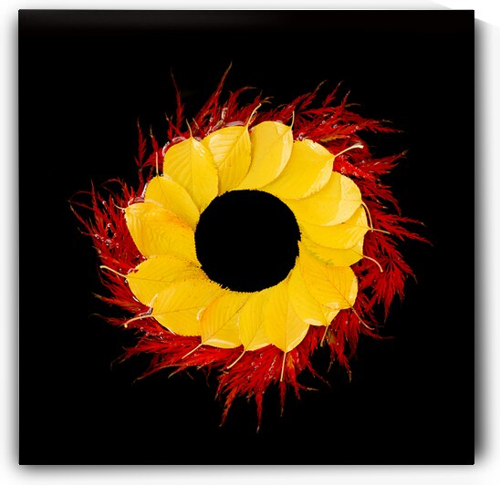 Vibrant fall leaves Nature Arrangement by DELPHIMAGES