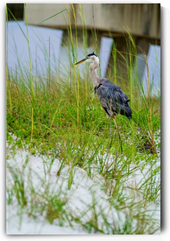 Heron Sheltered in the Sea Oats by Jennifer White
