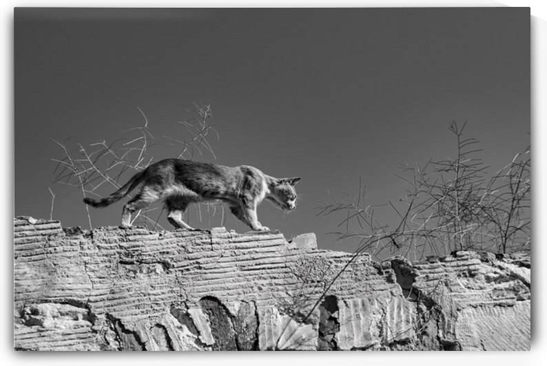Aegean Cat Collection - Greek Island Cat on a Wall by Pavlos Art Photography
