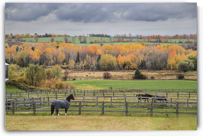 Oh Canada Collection - Ontario Fall  Colors and Horses by Pavlos Art Photography