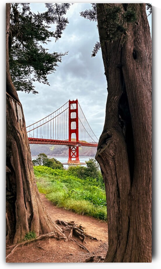 Golden Gate Bridge Framed by Cypress Trees by Pavlos Art Photography