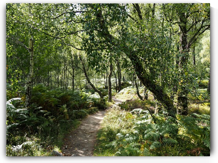  Scottish Highlands Birch Sunlit Trail                                                                                                                     by Catriona Roberts Nature Photography and Designs