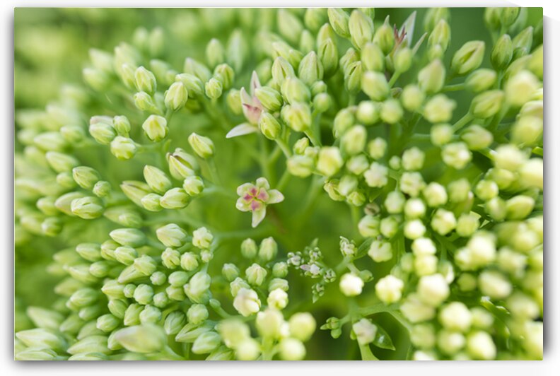 Pink Butterfly Stonecrop by Iris H Richardson