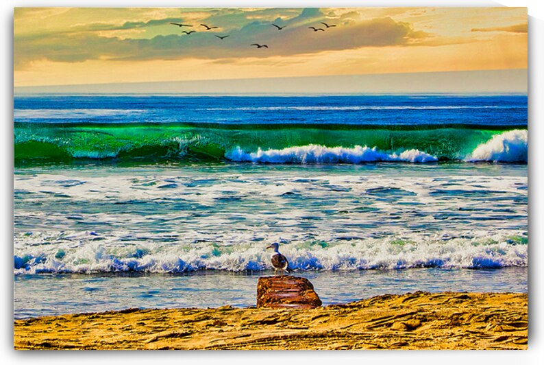SEABIRD ON ROCK  by Charles Herchert