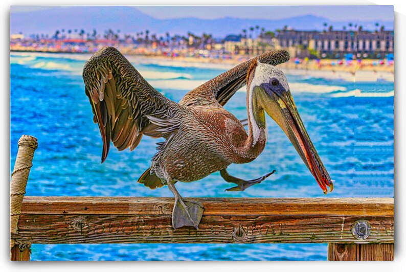 HABOR PELICAN  by Charles Herchert