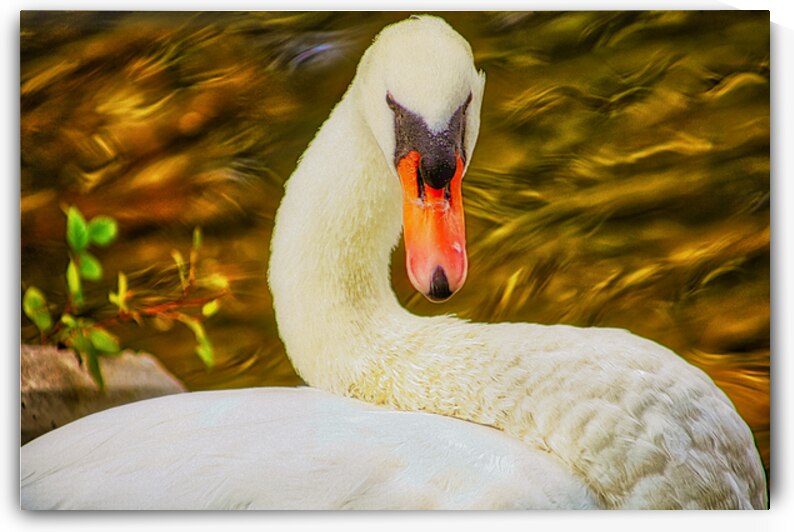 ELEGANT BIRD by Charles Herchert