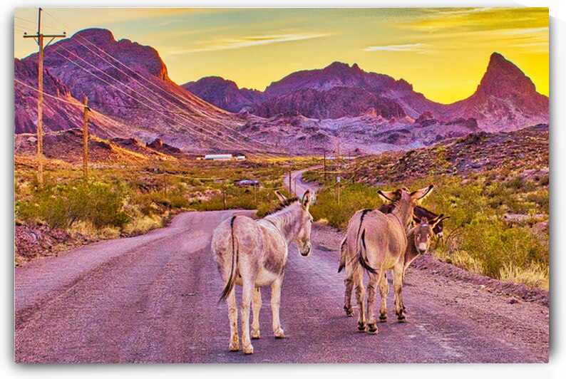 DESERT WIDERNESS by Charles Herchert