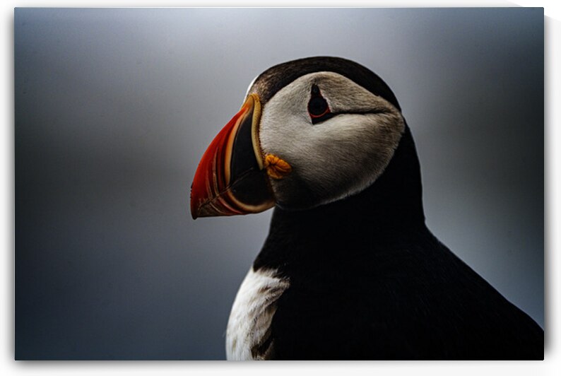 Sea Parrot III by Francois Lapointe