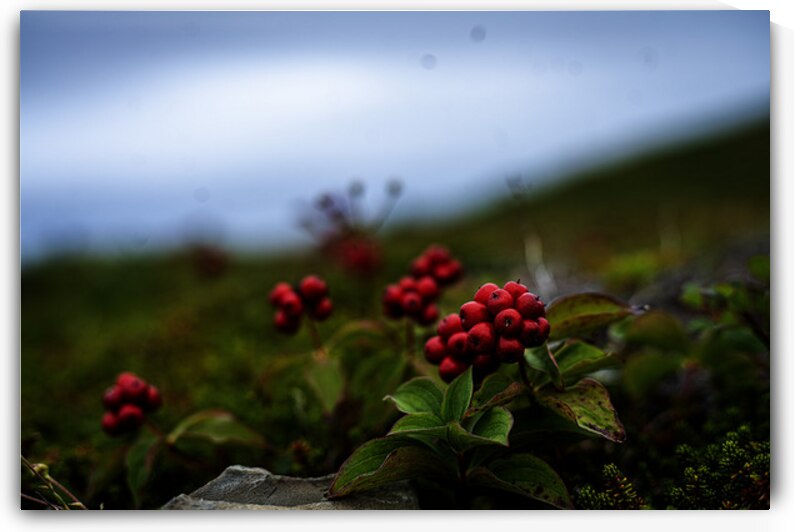 Creeping Dogwood Floor by Francois Lapointe
