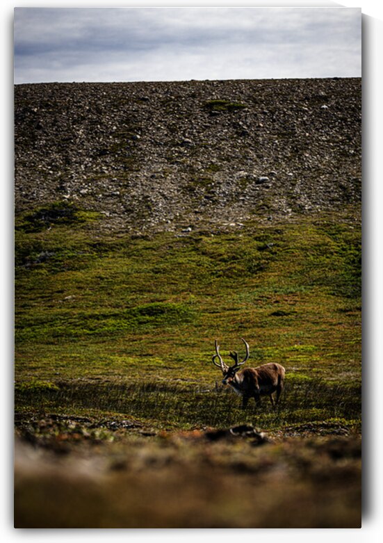 No Santa in Sight by Francois Lapointe