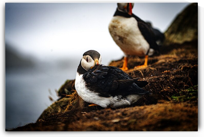 Just a little relaxation by Francois Lapointe