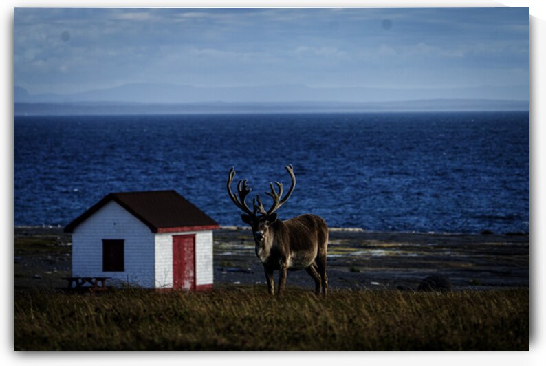 Southern Tundra Bull by Francois Lapointe