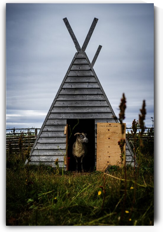 Viking Sheep by Francois Lapointe
