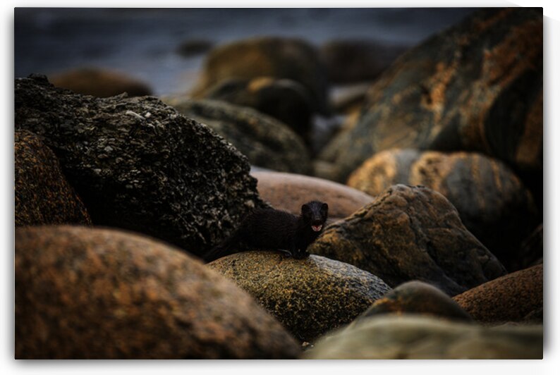 Mighty Mink II by Francois Lapointe