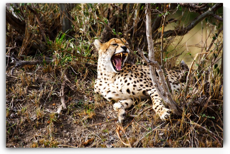 cheetah Africa by NARIO