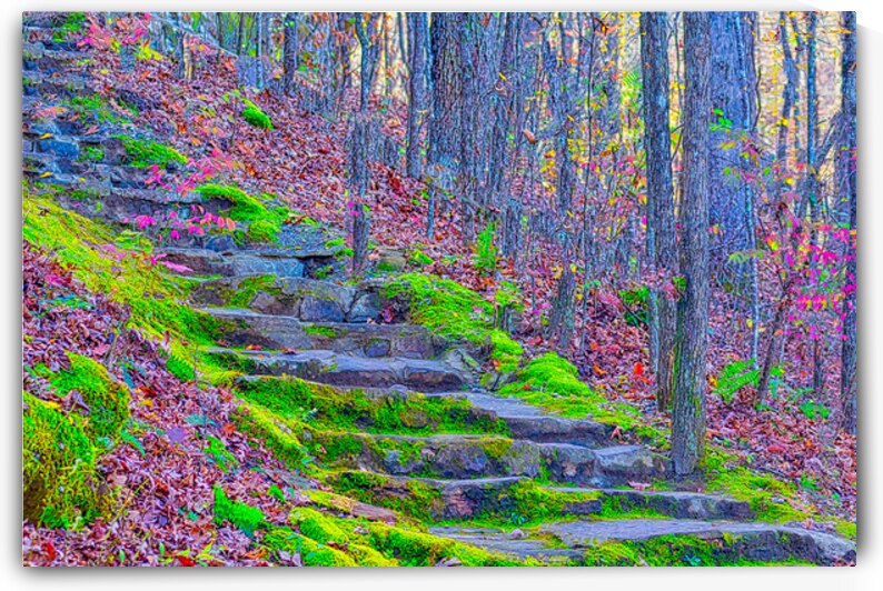 FOREST STAIRCASE  by Charles Herchert