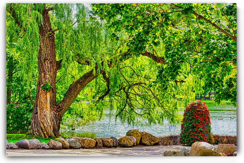 WEEPING WILLOW  by Charles Herchert