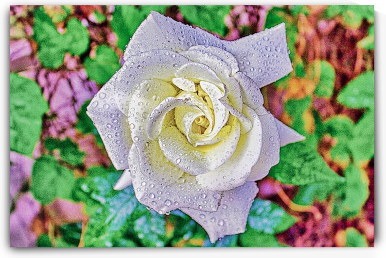WHITE ROSE   by Charles Herchert