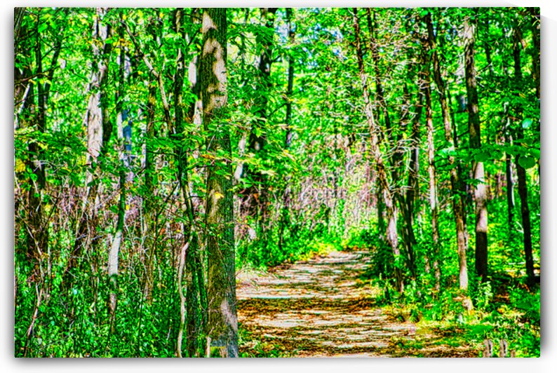 NATIVE FOREST  by Charles Herchert